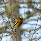 Watching Them While I Paint