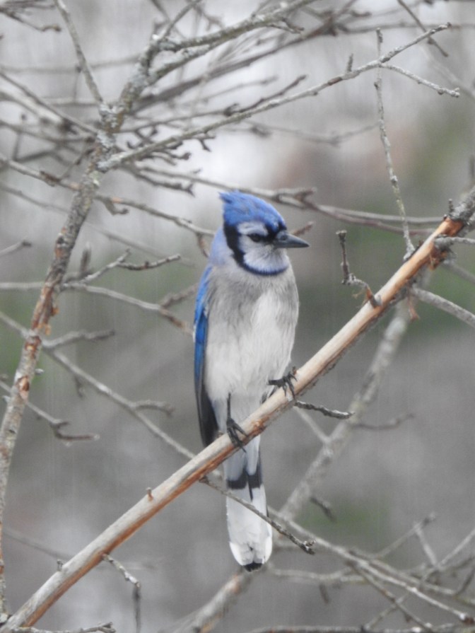 NH Blue Jay perched 