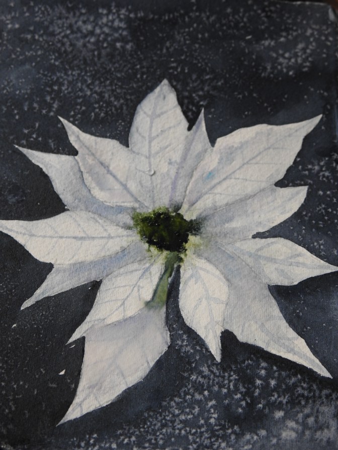 White Poinsettia in watercolor