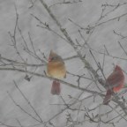 Merry Christmas to All