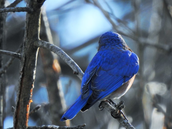 An Eastern Bluebird back as he watches over my yard in NH, USA