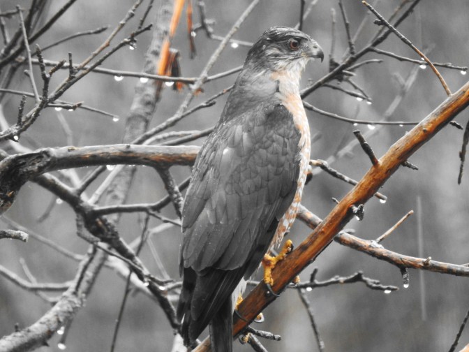 Cooper's Hawk in NH 