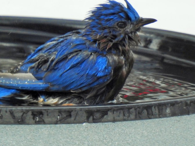 Easter Bluebird bathes