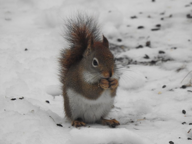 Red Squirrel in a NH winter.