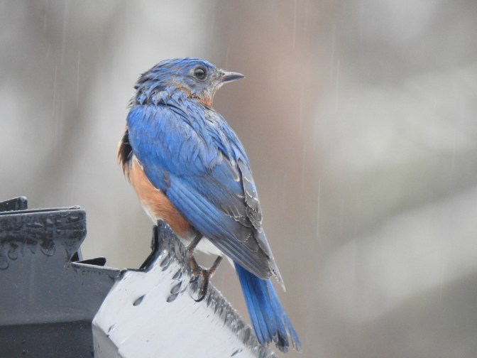 A wet Bluebird caught up in the late Feb. New England nasty weather.