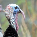 Soon It Will Be Thanksgiving