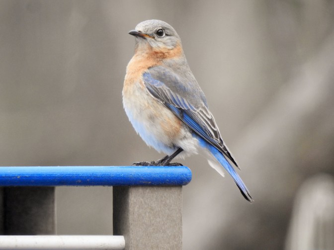 Female Eastern Bluebird