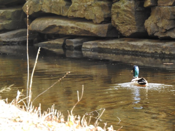 Male Mallard Duck in a NH Stream 