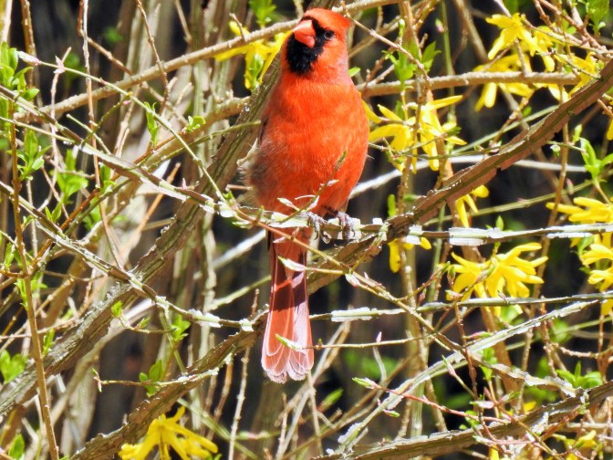 Male Northern Cardinal in NH