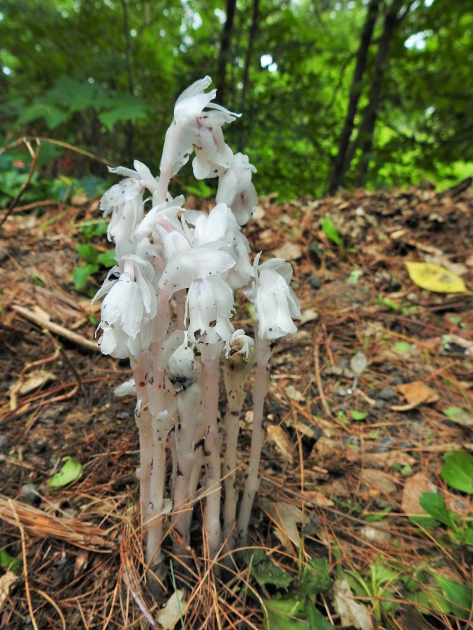 Ghost Flowers or Indian Pipes as they are known here in New England USA