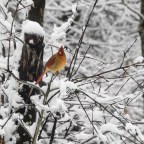 With Just the New Year Left to Ring In