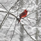 Some Snow and Lots of Wind