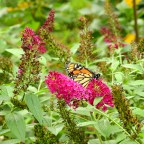 #FOTD-9-22-22-Buddleia 