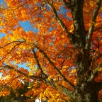 Wordless Wednesday-Colorful Landscapes of New England