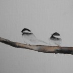 Silent Sunday-Just a Couple of Black Capped Chickadees