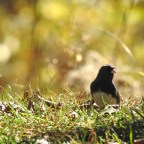 Silent Sunday-Summer Feels