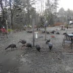 Wordless Wednesday-Flock