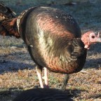 My Turkeys are Thankful as am I