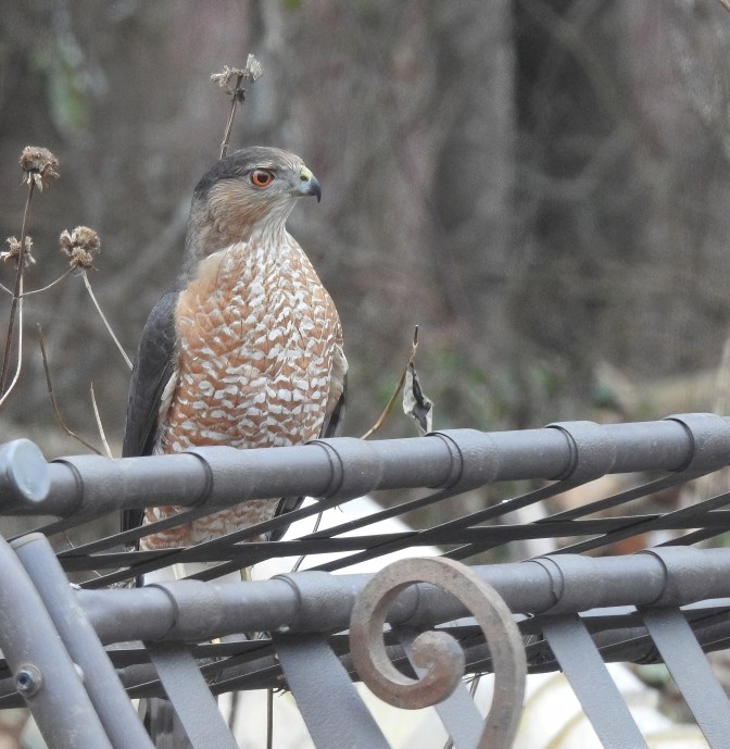 Cooper Hawk
Epping NH