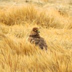 Silent Sunday- Harrier Here In NH