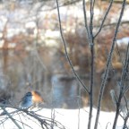 SILENT SUNDAY-Naughty Turkey