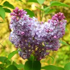 Silent Sunday-In Bloom