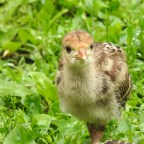 SILENT SUNDAY-So it Begins