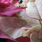 Silent Sunday- Christmas Eve Beauty