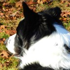 Six on Saturday-Brady’s Many Looks