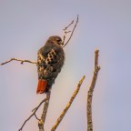 Silent Sunday-Early Morning Lookout