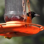 Getting in the Spring of Things