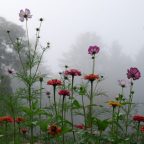 Celebrating Flowers: A Visual Journey Through Seasons