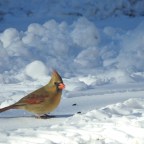 Birds in the Snow