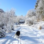 Balancing Wildlife and Gardening: My Honey Locust Dilemma