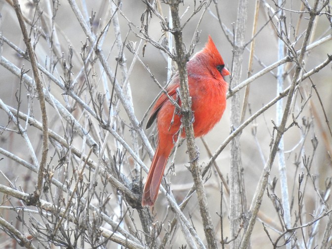 Male Northern Cardinal