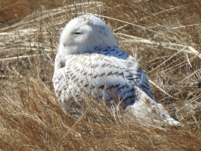Snowy Owl some called "Seabrook" was poisoned more than once from rat poison then rehabbed and probably kept in a cage here in the US for show and tell. 