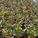 Silent Sunday-Snowed on our Parade