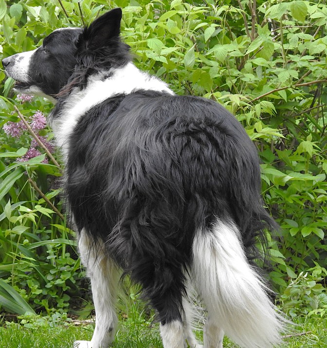 Male Border Collie "Brady"