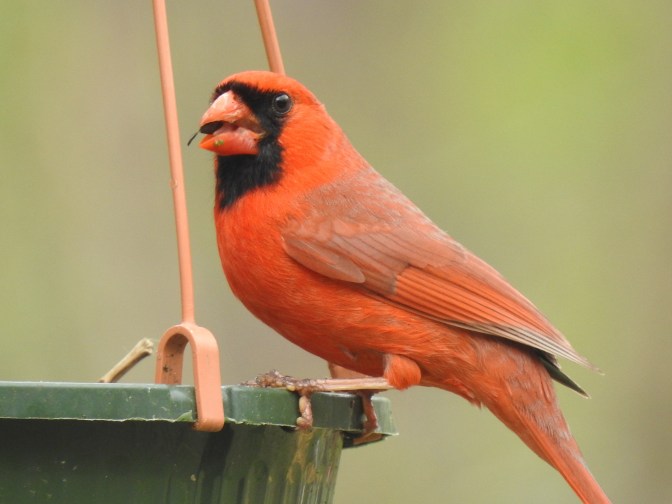 Northern Cardinal