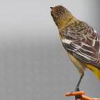 Silent Sunday-Hang on Girl