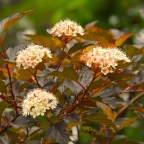 Silent Sunday-Some Nice Weather for a Change