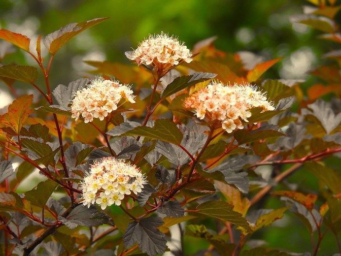 Ninebark in bloom.