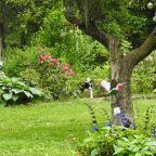 Wordless Wednesday-Bring on the Bees