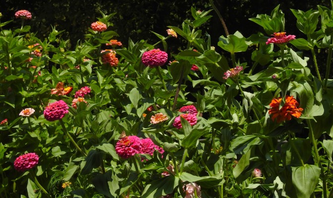 Zinnias