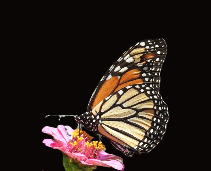 Monarch on flower