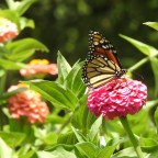 Silent Sunday-Hoping for Rain