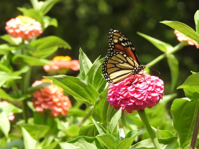 Monarch on Pink Zinnia