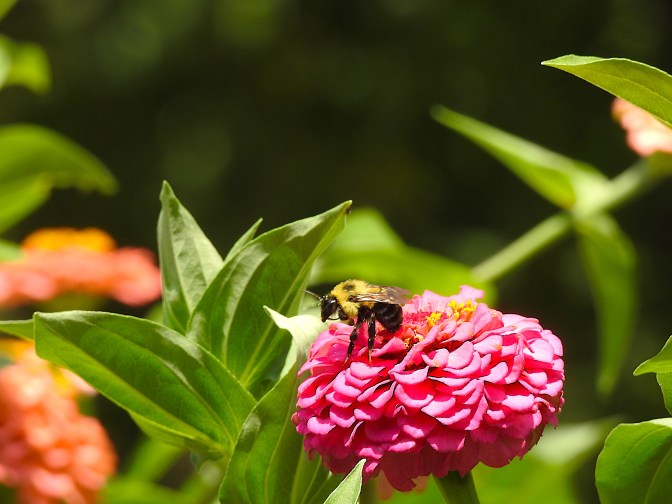 Ah yes Bees of all sorts