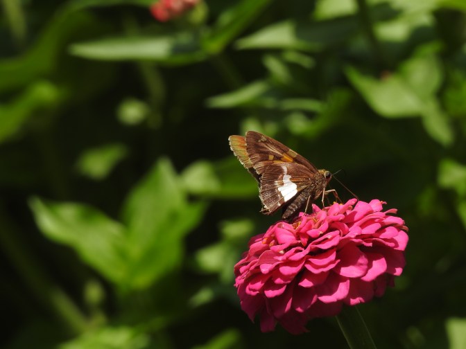 Moths are present as well or maybe a not so pretty butterfly.