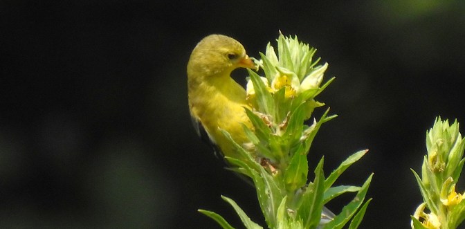 Finch dining on flowers